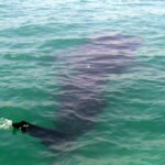Whale shark (butanding) swimming in the waters off Donsol, Sorsogon