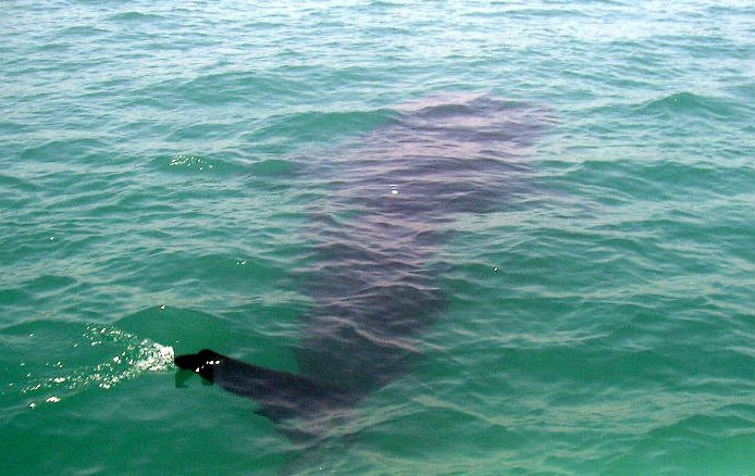 Whale shark (butanding) swimming in the waters off Donsol, Sorsogon