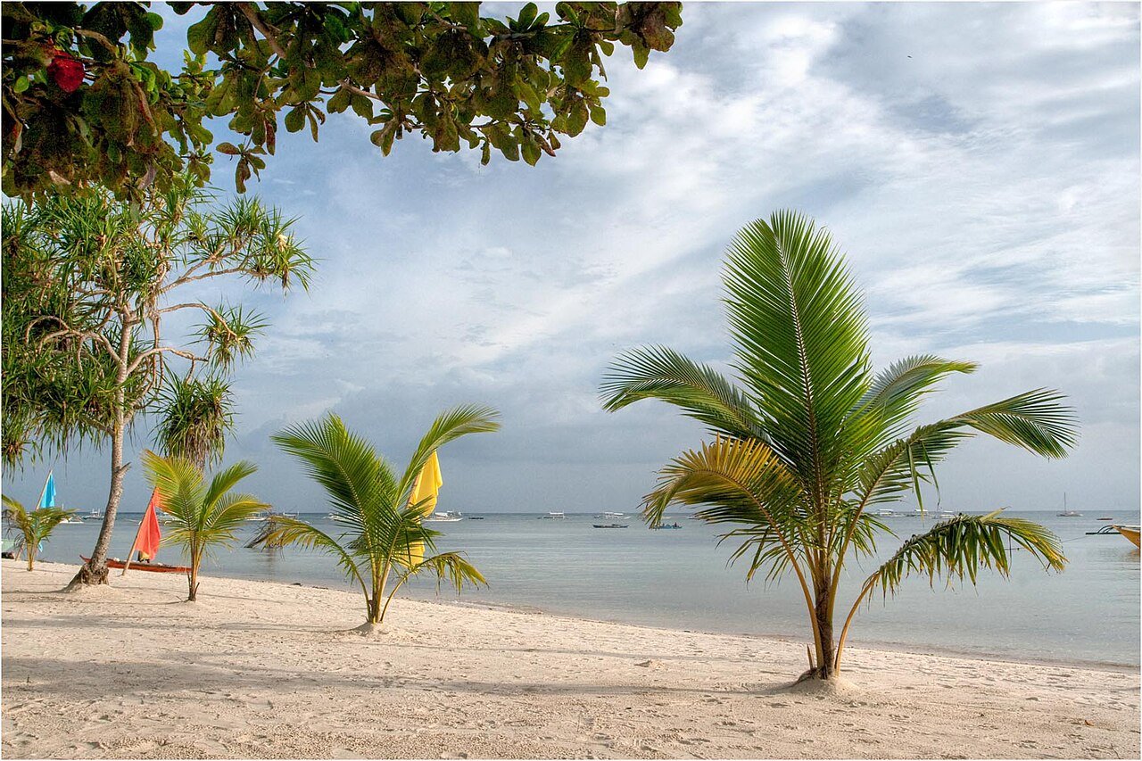 Coconut trees along Bita-ug Beach in Panglao, Bohol