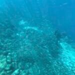 Sardine run over the seafloor in Moalboal, Cebu, visible from shore while snorkeling