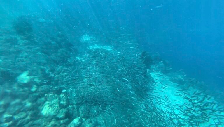 Top Things to Do in Moalboal