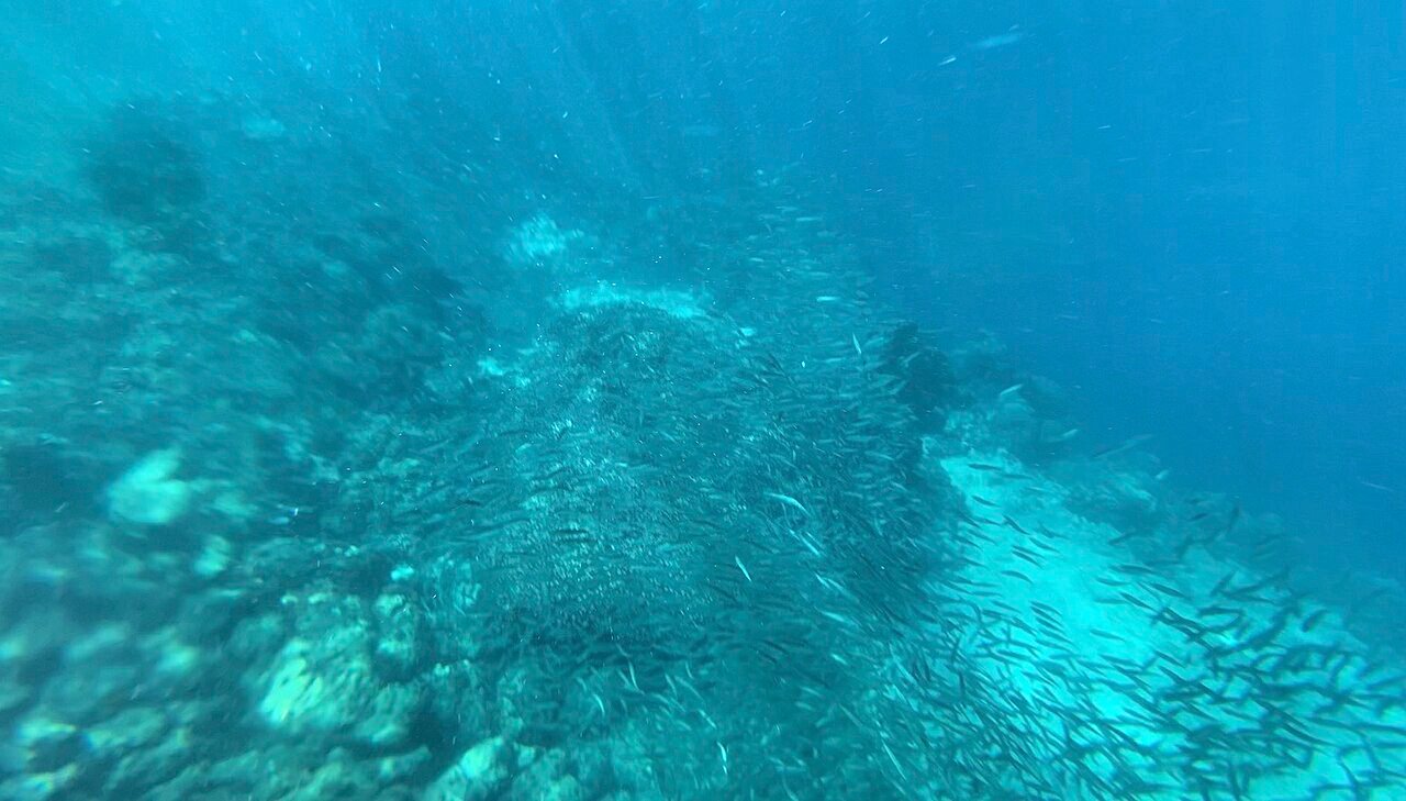 Sardine run over the seafloor in Moalboal, Cebu, visible from shore while snorkeling