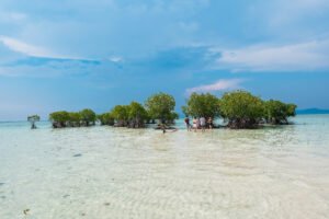 Top Things to Do in Masbate: Whale Sharks and the Rodeo Capital