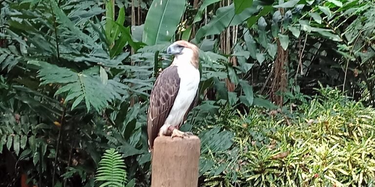 Top Things to Do in Davao: Eagle Center, Durian and Samal Island