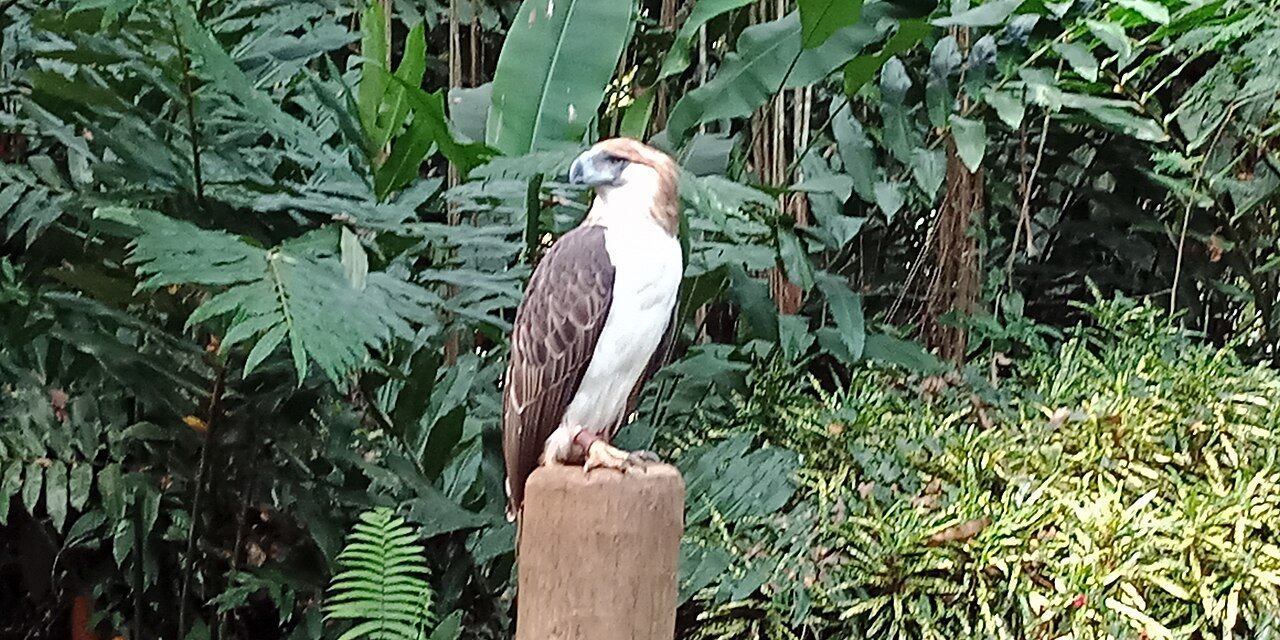 Philippine Eagle at the Philippine Eagle Center, Davao City