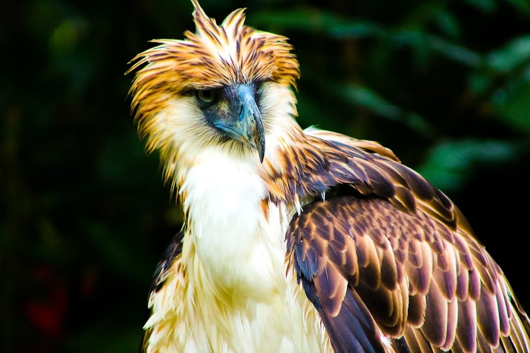 Philippine Eagle at the Philippine Eagle Center, a top thing to do in Davao