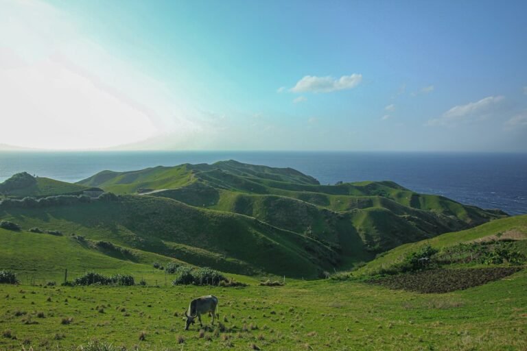 Batanes hotels and homestays sit close to the rolling pastures of Batan Island