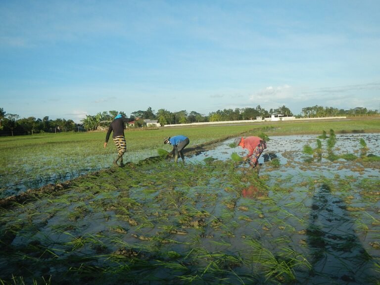 Rice fields in Jaen, Nueva Ecija, the calm farm country most tourists travel through safely